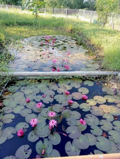 ขายที่ดินพร้อมบ้านสวน 1 ไร่ 152 ตรว. ต.ช่องสาริกา อ.พัฒนานิคม จ.ลพบุรี-202512121614101765530850039.jpg