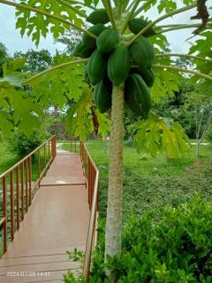 ขายที่ดินพร้อมบ้านสวน 1 ไร่ 152 ตรว. ต.ช่องสาริกา อ.พัฒนานิคม จ.ลพบุรี-202512121614131765530853527.jpg