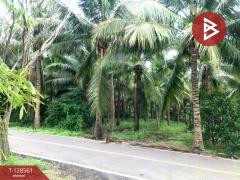 ขายที่ดินสวนมะพร้าวน้ำหอม เนื้อที่ 5 ไร่ 66 ตารางวา บางคนที สมุทรสงคราม-202512121635141765532114716.jpg