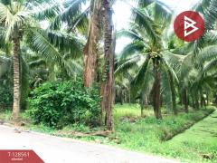 ขายที่ดินสวนมะพร้าวน้ำหอม เนื้อที่ 5 ไร่ 66 ตารางวา บางคนที สมุทรสงคราม-202512121635151765532115247.jpg