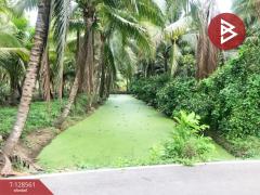 ขายที่ดินสวนมะพร้าวน้ำหอม เนื้อที่ 5 ไร่ 66 ตารางวา บางคนที สมุทรสงคราม-202512121635151765532115786.jpg