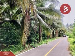 ขายที่ดินสวนมะพร้าวน้ำหอม เนื้อที่ 5 ไร่ 66 ตารางวา บางคนที สมุทรสงคราม-202512121635171765532117977.jpg