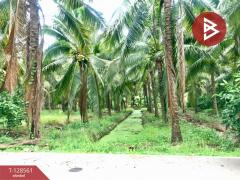 ขายที่ดินสวนมะพร้าวน้ำหอม เนื้อที่ 5 ไร่ 66 ตารางวา บางคนที สมุทรสงคราม-202512121635181765532118499.jpg