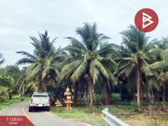 ขายที่ดินสวนมะพร้าวน้ำหอม เนื้อที่ 5 ไร่ 66 ตารางวา บางคนที สมุทรสงคราม-202512121635201765532120628.jpg
