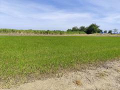 Sale large land 9.3 Rais suitable for projects or building house etc, can be subdivided Kamphaeng Saen District, Nakhon Pathom Province near Bangkok