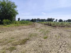 Sale large land 9.3 Rais suitable for projects or building house etc, can be subdivided Kamphaeng Saen District, Nakhon Pathom Province near Bangkok-202512131401191765609279107.jpg