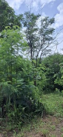 ขายที่ถมแล้ว 190 ตรว. ขายถูก ใกล้รถไฟฟ้า MRT ซอยเรวดี 13  อ.เมือง  จ.นนทบุรี