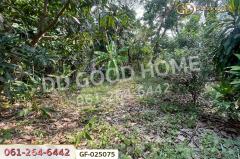 GF-025075 ที่ดินโครงการชลลดา บางบัวทอง 206 ตร.ว. นนทบุรี ใกล้เซ็นทรัลเวสต์เกต-202512141652401765705960114.jpg