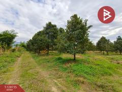 ขายที่ดินพร้อมสวน เนื้อที่ 27 ไร่ เขาคิชฌกูฏ จันทบุรี-202512141723111765707791557.jpg