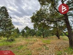 ขายที่ดินพร้อมสวน เนื้อที่ 27 ไร่ เขาคิชฌกูฏ จันทบุรี-202512141723141765707794289.jpg