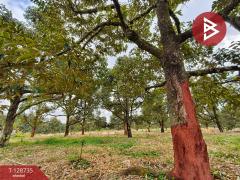 ขายที่ดินพร้อมสวน เนื้อที่ 27 ไร่ เขาคิชฌกูฏ จันทบุรี-202512141723151765707795386.jpg