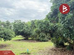 ขายที่ดินสวนผสม เนื้อที่ 3 ไร่ 2 งาน 15 ตารางวา ดอยหล่อ เชียงใหม่-202512151542341765788154551.jpg