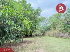 ขายที่ดินสวนผสม เนื้อที่ 3 ไร่ 2 งาน 15 ตารางวา ดอยหล่อ เชียงใหม่-202512151542351765788155629.jpg