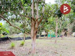 ขายที่ดินสวนผสม เนื้อที่ 3 ไร่ 2 งาน 15 ตารางวา ดอยหล่อ เชียงใหม่-202512151542371765788157601.jpg