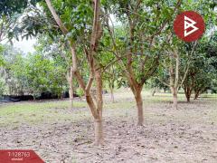 ขายที่ดินสวนผสม เนื้อที่ 3 ไร่ 2 งาน 15 ตารางวา ดอยหล่อ เชียงใหม่-202512151542391765788159291.jpg