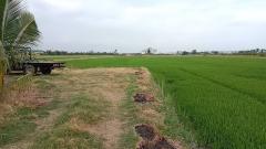 ขายด่วน ที่ดิน 12-2-75 ไร่ พื้นที่สีม่วงตั้งอยู่ที่ ต.คลองเปรง อ.เมือง ฉะเชิงเทรา 