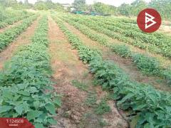 ขายที่ดินพร้อมสิ่งปลูกสร้าง 26 ไร่ 1 งาน 34 ตร.วา ด่านขุนทด นครราชสีมา-202512160001551765818115156.jpg