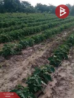 ขายที่ดินพร้อมสิ่งปลูกสร้าง 26 ไร่ 1 งาน 34 ตร.วา ด่านขุนทด นครราชสีมา-202512160001551765818115748.jpg