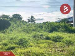 ขายที่ดิน เนื้อที่ 3 งาน วังทอง พิษณุโลก-202512161245171765863917441.jpg