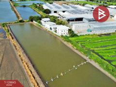 ขายที่ดิน เนื้อที่ 22 ไร่ 1 งาน 62 ตร.วา บางเลน นครปฐม-202512161425591765869959315.jpg