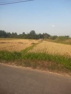 ขายที่ดิน 2ไร่ 80 ตร.วา ราคา 6.4ล้านบาท ใกล้วัดร้องขุ่น ต.ป่าอ้อดอนชัย อ.เมือง เชียงราย