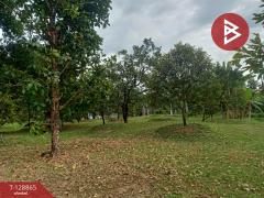 ขายที่ดิน เนื้อที่ 2 ไร่ 9.7 ตร.วา หินตั้ง นครนายก-202512171643441765964624520.jpg