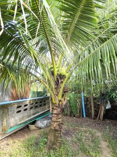 บ้านเดี่ยว 125 ตรว.ใกล้เมือง-202512181818071766056687596.jpg