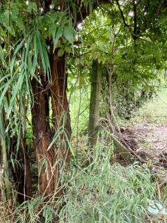 ขายด่วน! ที่ดินเปล่า ทำเลดี ใกล้เมืองนครสวรรค์ เนื้อที่ 160 ตร.ว. โทร 092-6869618-202512291428171766993297957.jpg