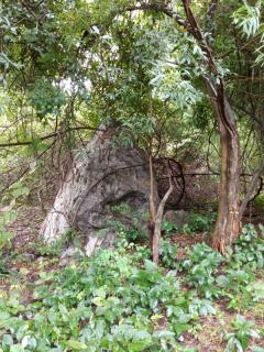 ขายด่วน! ที่ดินเปล่า ทำเลดี ใกล้เมืองนครสวรรค์ เนื้อที่ 160 ตร.ว. โทร 092-6869618-202512291428201766993300697.jpg